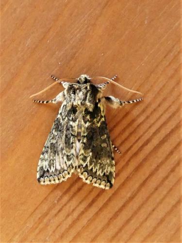 Polyploca ridens