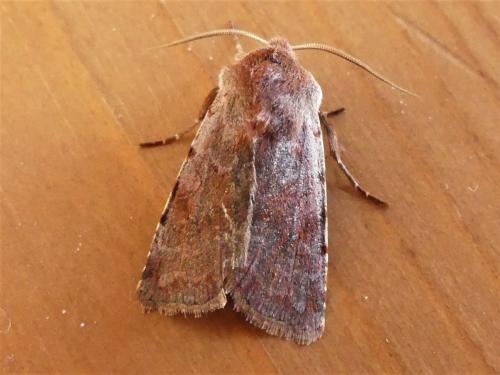 Réf. 277 583 : Cerastis rubricosa