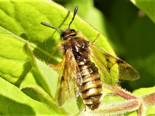 Abia sp.