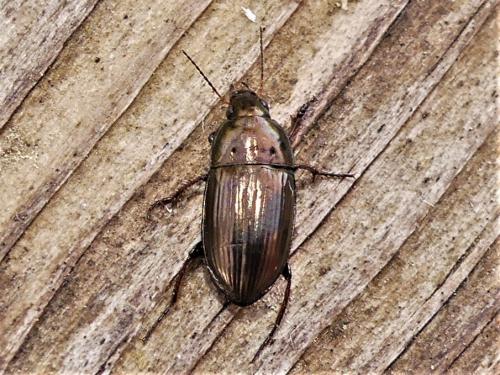 Amara sp.