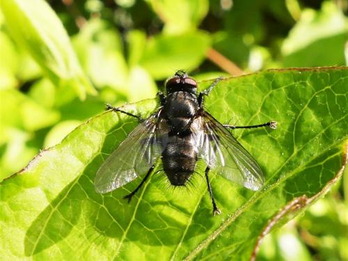 Macquartia dispar