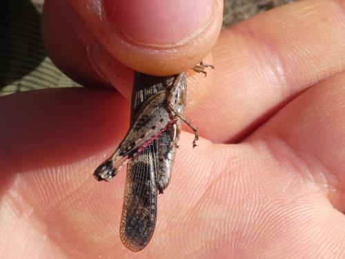 Aiolopus strepens