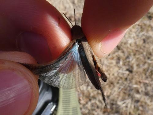 Aiolopus strepens