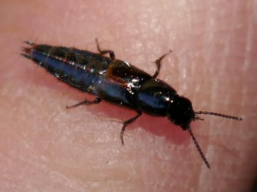 Réf. 277 305 : Quedius cinctus