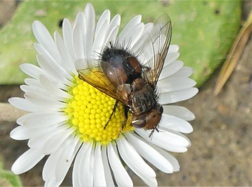 Gonia divisa