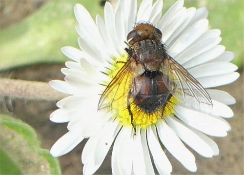 Gonia divisa