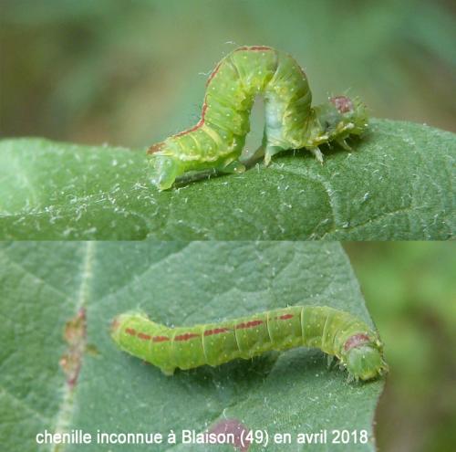 Epirrita sp.