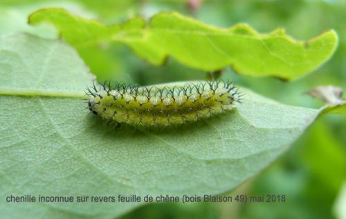 Réf. 277 741 : Periclista sp.