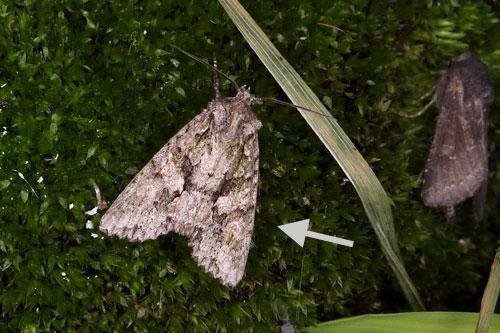 Dryobotodes eremita