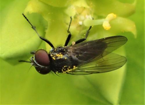 Fannia sp.