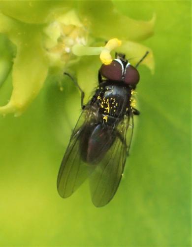 Fannia sp.