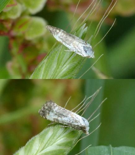 Réf. 277 662 : Cochylis posterana