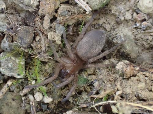 Drassodes sp.