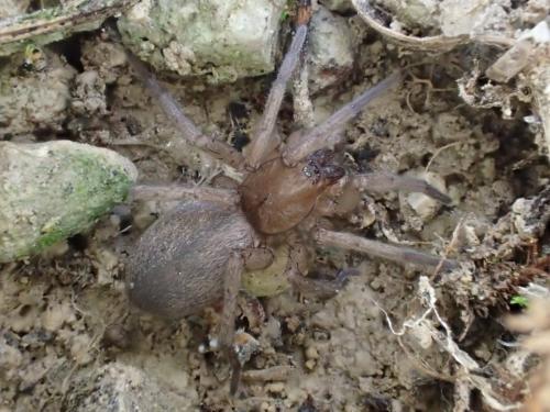 Drassodes sp.
