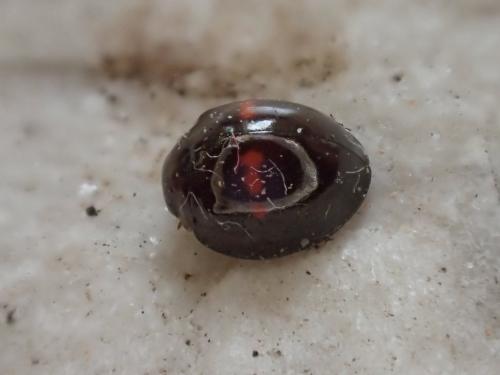 Réf. 277 254 : Chilocorus bipustulatus