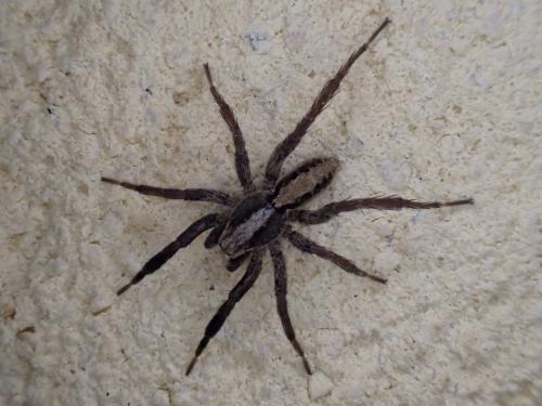 Réf. 277 098 : Alopecosa barbipes