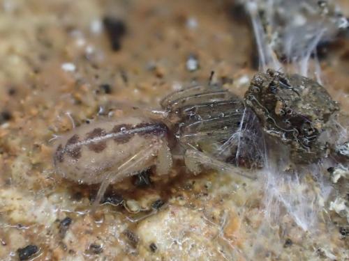 Segestria senoculata