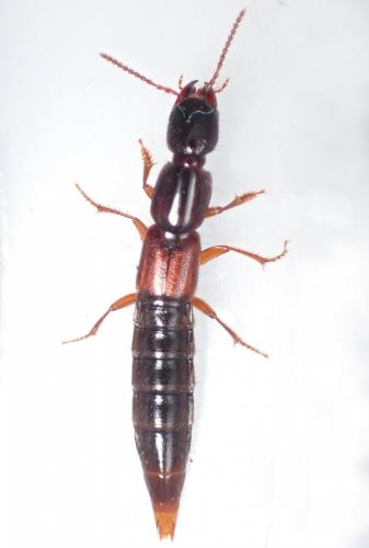 Réf. 277 368 : Othius punctulatus