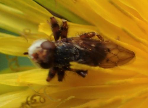 Myopa testacea