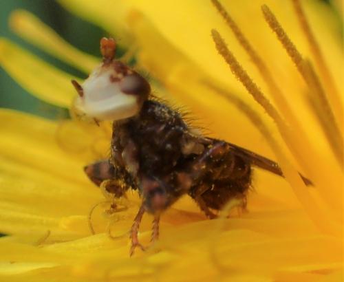 Myopa testacea