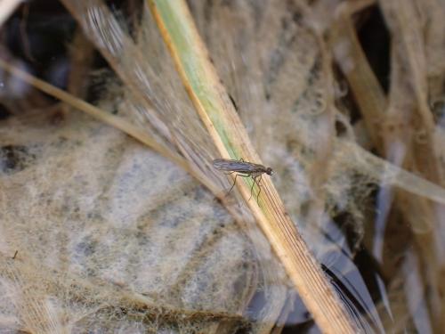 Réf. 277 572 : Clinocera sp.