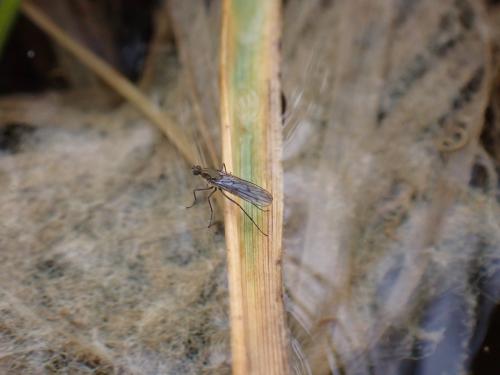 Réf. 277 573 : Clinocera sp.