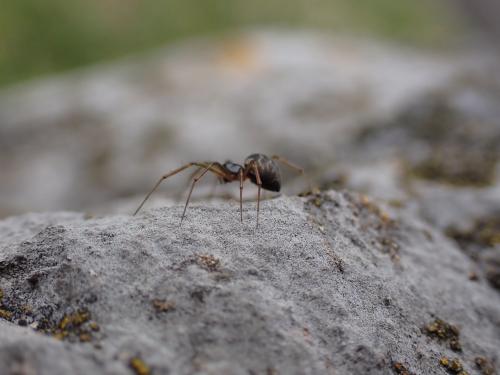 Tenuiphantes sp.
