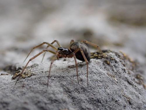 Réf. 277 574 : Tenuiphantes sp.