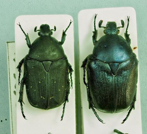 Réf. 277 953 : Netocia sp.
