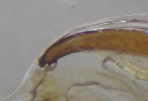Réf. 277 891 : Furcula bifida