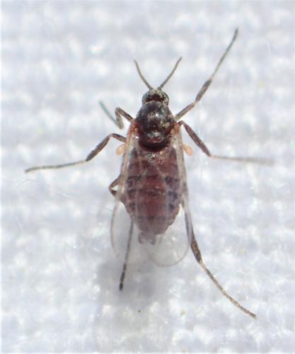 Réf. 277 720 : Cecidomyiinae inconnu