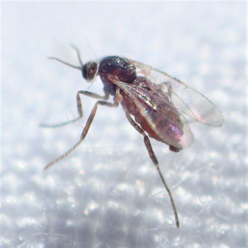 Réf. 277 721 : Cecidomyiinae inconnu