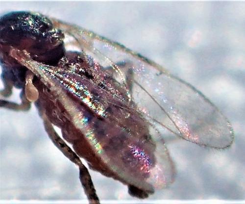 Réf. 277 735 : Cecidomyiinae inconnu