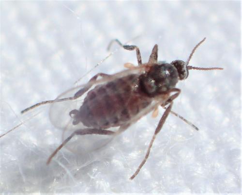 Réf. 277 722 : Cecidomyiinae inconnu