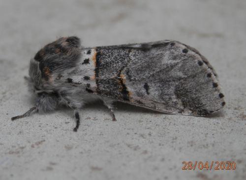Furcula bifida