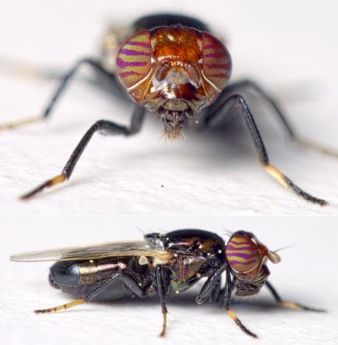 Réf. 277 004 : Physiphora alceae
