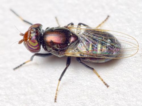 Réf. 277 005 : Physiphora alceae