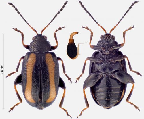 Réf. 277 374 : Phyllotreta undulata