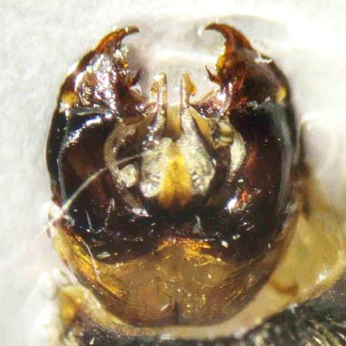 Bombus humilis