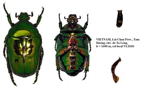Réf. 277 945 : Protaetia nodieri