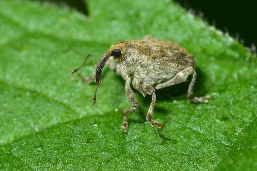 Réf. 277 855 : Ceutorhynchinae inconnu