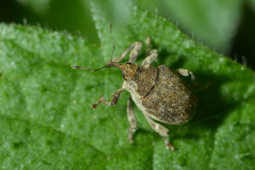 Réf. 277 856 : Ceutorhynchinae inconnu