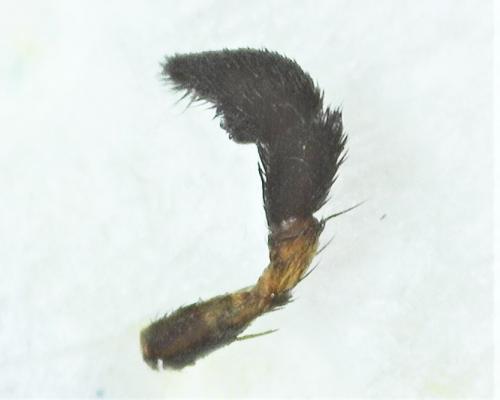 Pardosa sp.