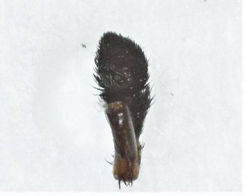 Pardosa sp.