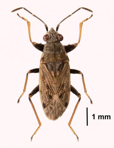 Peritrechus gracilicornis