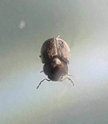 Stegobium paniceum
