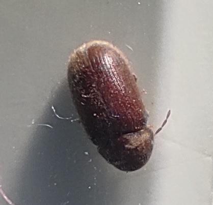 Stegobium paniceum