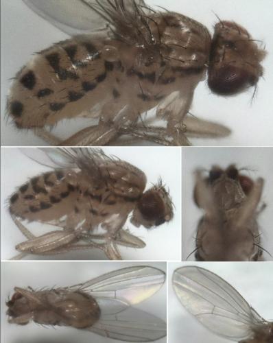 Drosophila busckii