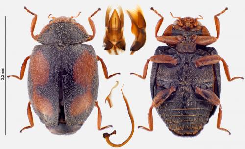 Scymnus frontalis