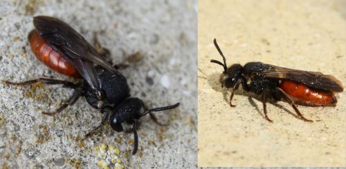Réf. 277 501 : Sphecodes albilabris